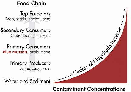 food chain examples. food chain examples. of the