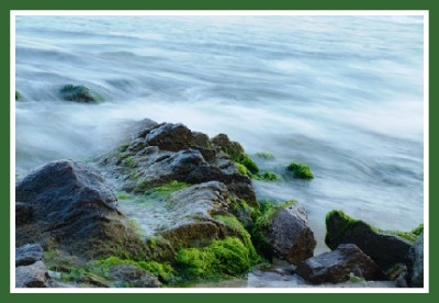 Algae on Rocks