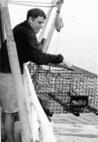 Peter reynolds checks one of his mother's lobster traps aboard Uncle Oscar in Rye Harbor, New Hampshire.