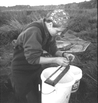 Measuring mummichogs (mosquito-eating fish) on a salt marsh is one part of monitoring the success of a salt marsh restoration project.