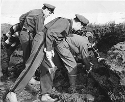 In the 1950s, green crabs virtually wiped out clamming from Massachusetts to Canada, according to Dana Wallace. This 1954 photo shows Wallace (left) with Maine fisheries wardens Thomas Flaherty (middle) and Paul Gardner (right) looking for green crab burrows in a Maine marsh bank.