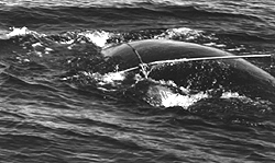 This entangled North Atlantic right whale crossed paths with a disentanglement team in the Bay of Fundy on June 5. Rope was caught in the whale's mouth, and was crossed over its back, binding it with a metal shaft and a large float.
