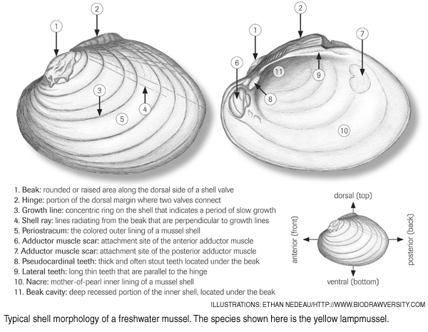 mussel