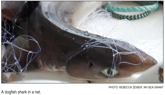 dogfish in net