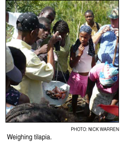 weighing tilapia