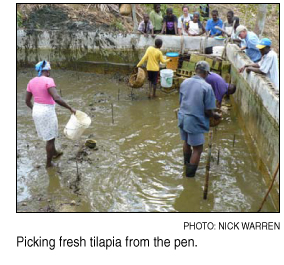 picking tilapia