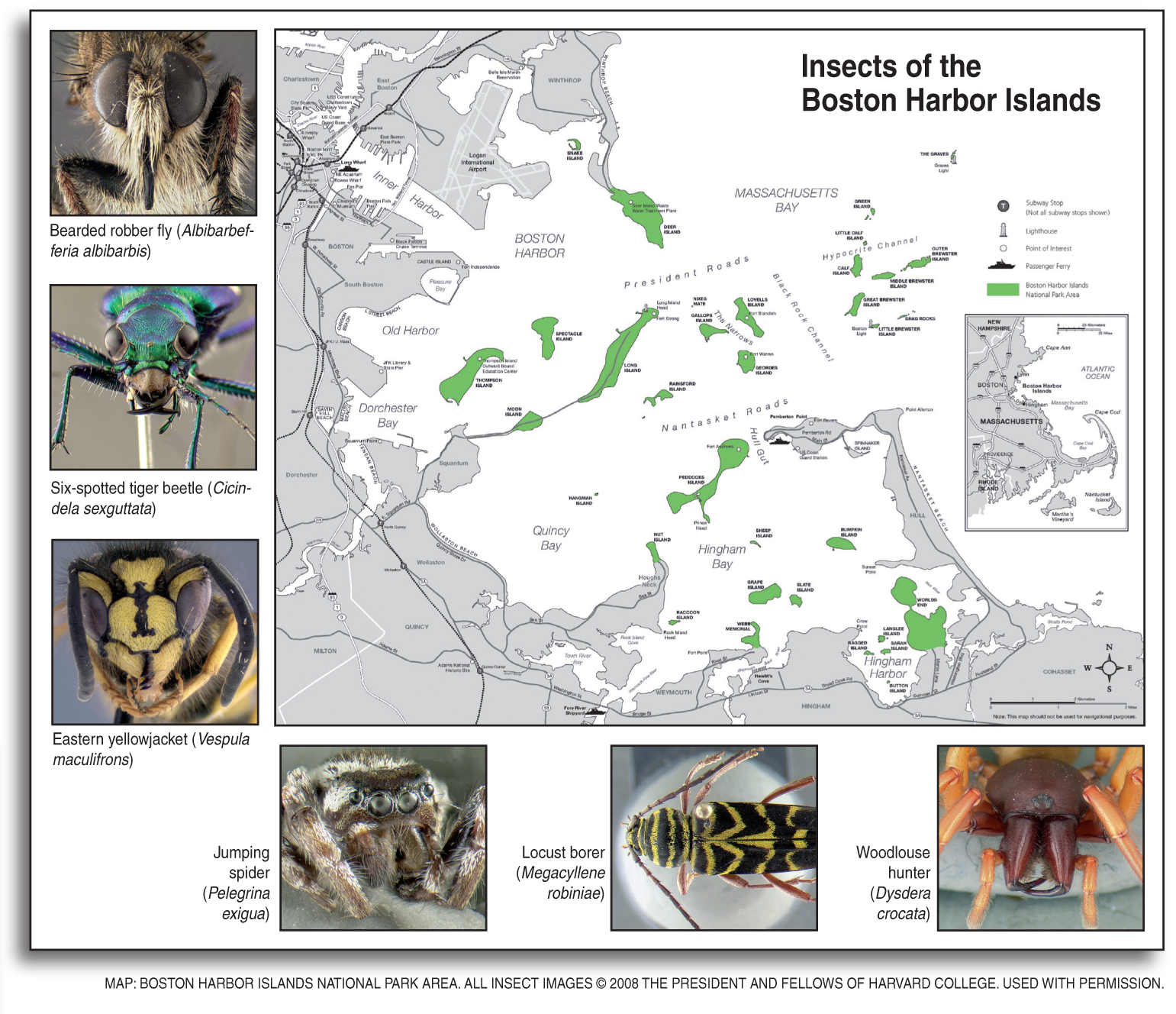 enlarged insect map