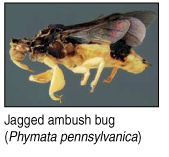 ambush bug