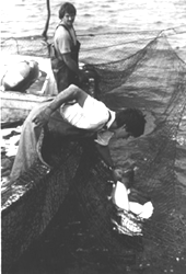 Image: North Carolina fishermen lift live southern flounder from a pound net trap. Bringing in live finfish requires careful handling of the fish as they're caught and brought to shore, making it a more expensive practice than bringing in a dead catch. But higher market prices may offset that cost.