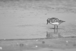 Image: Semipalmated sandpiper