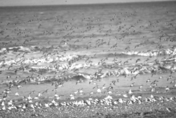 Image: Semipalmated sandpipers visit the Bay of Fundy's mud flats each summer where they feed on corophium   tiny mud shrimp   before making the long trip to South America for the winter.