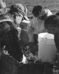 Image: (From left) Dan Doolittle, Vaugh Silva, Elizabeth O'Neill and John Burnett sort the catch during the fourth leg of the Northeast Fisheries Science Center's spring groundfish survey in the Gulf of Maine.