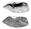 Image: A proposed updated catalog of marine species in eastern Canada and the Gulf of Maine would include illustrations, such as this one of a mollusk, barnea truncata.