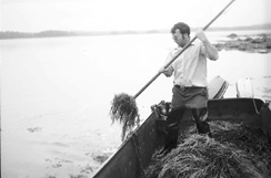 IMAGE: A harverster gathers ASCOPHYLLUM NODOSUM in southwest Nova Scotia using a long handled rake with a special cutting blade.