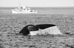 IMAGE: New recommendations and measures in Canada and the US are intended to prevent injury to endangered whales, such as the north Atlantic right whale. Whales in the Gulf face numerous threats including collisions with vessels and entanglement in fishing gear.