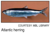 Atlantic herring