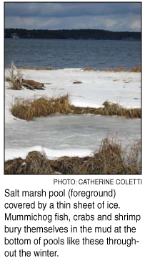 a salt marsh in winter