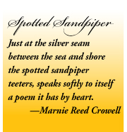 Spotted Sandpiper poem