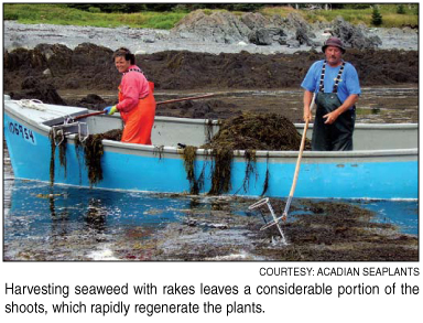 seaweed harvesting