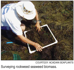 surveying seaweed