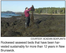 harvesting seaweed