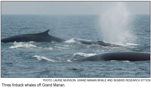 finback whales