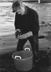 Image: Steve Jones, Gulfwatch project manager scoops blue mussels from a mussel bed at Dover Point, New Hampshire. Since the Gulfwatch mussel monitoring program began in 1991, blue mussels at 58 US and Canadian sites throughout the Gulf have been tested for toxic metals and organic contaminants.
