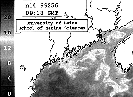 Satellite-measuring sea surface temperatures in the Gulf of Maine on September 13, 1999, downloaded and processed at the University of Maine School of Marine Sciences Satellite Data Laboratory, show patterns of colder surface water associated with cold currents and vertical mixing along the eastern Maine coast and the southern Scotian Shelf; warmer water to the west; and the frontal zones and patterns of mixing between the two.