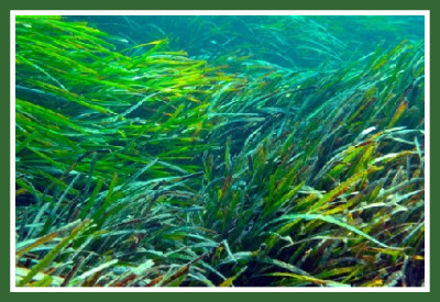 Eel Grass