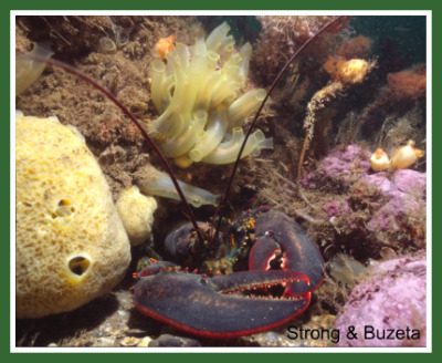 Coral Community