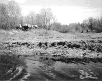 Image: Cattle traffic has worn away the bank on this portion of the Annapolis River in Nova Scotia. Preventing cattle from crossing rivers and streams helps protect banks from erosion and runoff that pollute those water bodies.