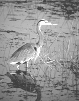 The Maine Wetlands Protection Coalition is preserving lands in the Merrymeeting Bay/Lower Kennebec region that include valuable habitat for this great blue heron and many other species of fish and wildlife.