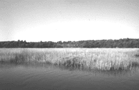 Landowners have been essential participants in the Maine Wetlands Protection Coalition's preservation of lands such as this salt marsh on the Lower Kennebec River. Nearly 20 percent of Maine's salt marshes are found in the region, attracting many wilflife species.