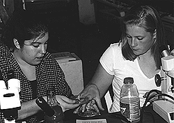 High school students Jen Cennamie (left) and Jessica Langmaid trade dishes of aquatic organisms to examine with stereoscopes during a visit to Aquatic Research Organisms in Hampton, New Hampshire.