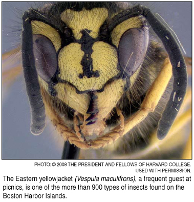 yellowjacket