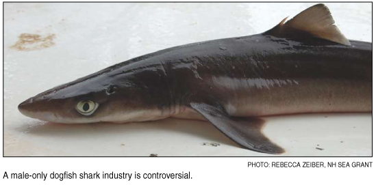 dogfish