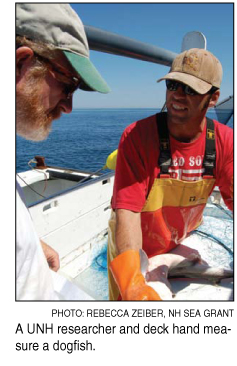 measuring a dogfish