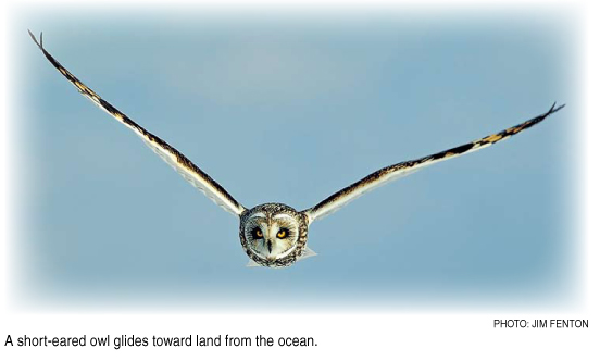 owl in flight