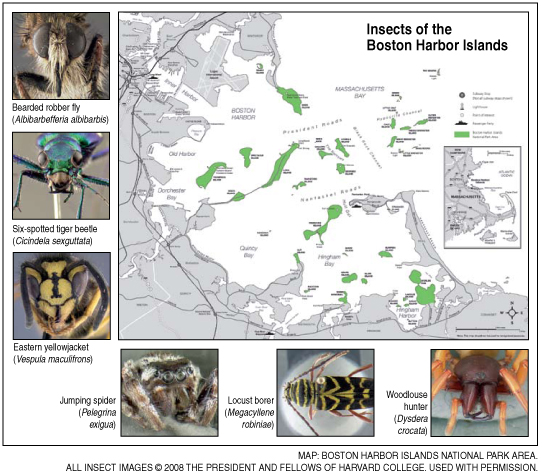 Insects of the Boston Harbor Islands