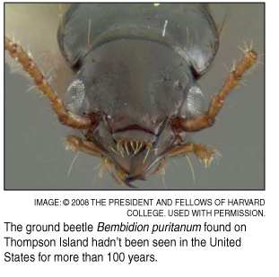 ground beetle