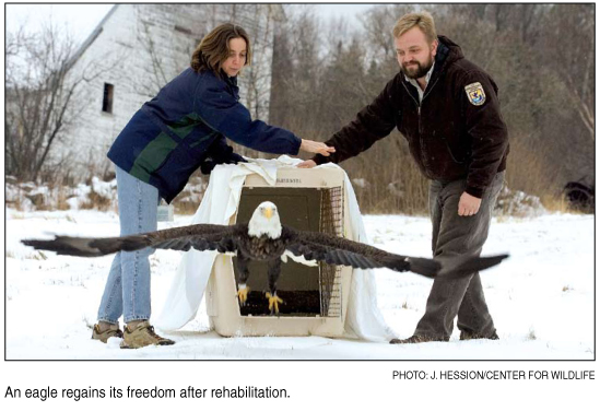 eagel release