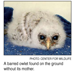orphaned owl
