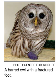 hurt owl
