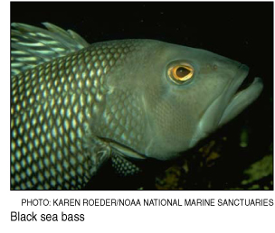 black bass