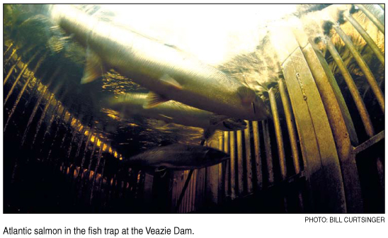 salmon in fish trap