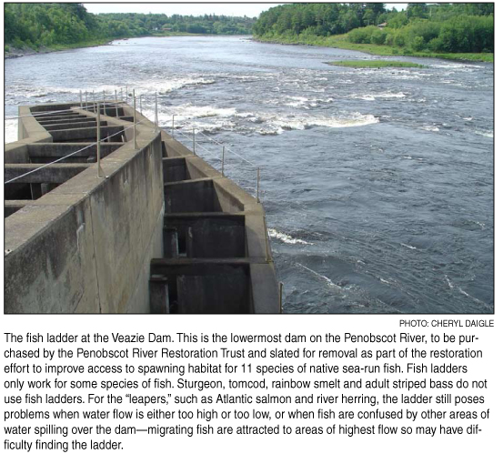 fish ladder