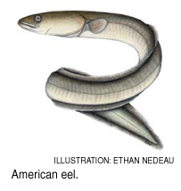 eel