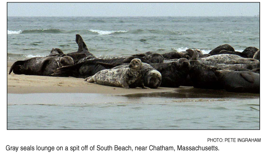 seals
