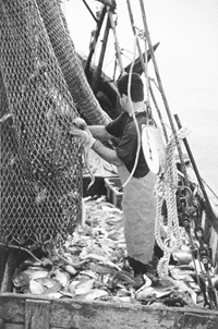 IMAGE: Captain Henry Souza extracts fish from one codend of a trouser trawl net. The trouser trawl has two codends, enabling fishermen and Massachusetts Division of Marine Fisheries (DMF) researchers to conduct comparative testing. DMF works with fishermen on experimental fishing gear and numerous other research projects.