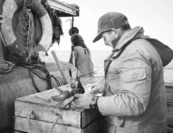 IMAGE: David Robichaud, a Lobster Biologist for Canada's Department of Fisheries and Oceans, measures lobsters and records other data on a lobsterman's catch in the Bay of Fundy. Lobster fishermen have begun sampling a portion of their own catches, helping to offset the reduced amount of time agency staff can spend in the field while also gaining a voice in stock assessment.